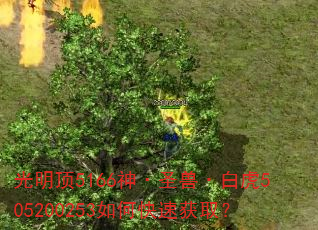 光明顶5166神·圣兽·白虎505200253如何快速获取? 光明顶5166神·圣兽·白虎505200253如何快速获取?