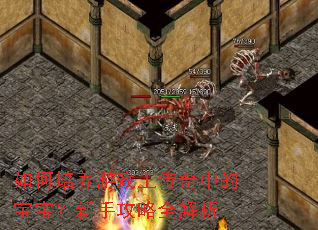 如何培养游戏王传奇中的宝宝?新手攻略全解析 如何培养游戏王传奇中的宝宝?新手攻略全解析