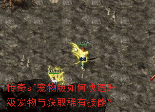 传奇sf宠物版如何快速升级宠物与获取稀有技能? 传奇sf宠物版如何快速升级宠物与获取稀有技能?